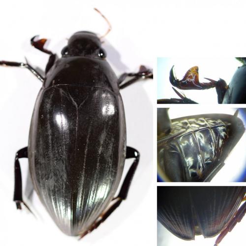 Hydrophilus piceus